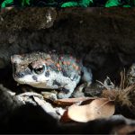 Anaxyrus-punctatus