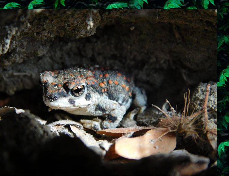 Anaxyrus-punctatus