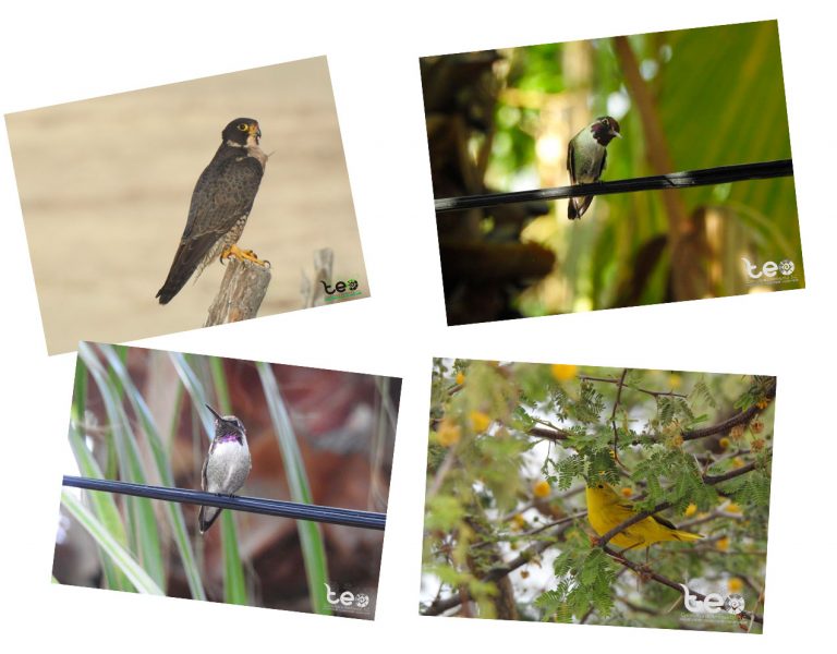 Día-Mundial-de-las-Aves