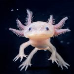 axolote
