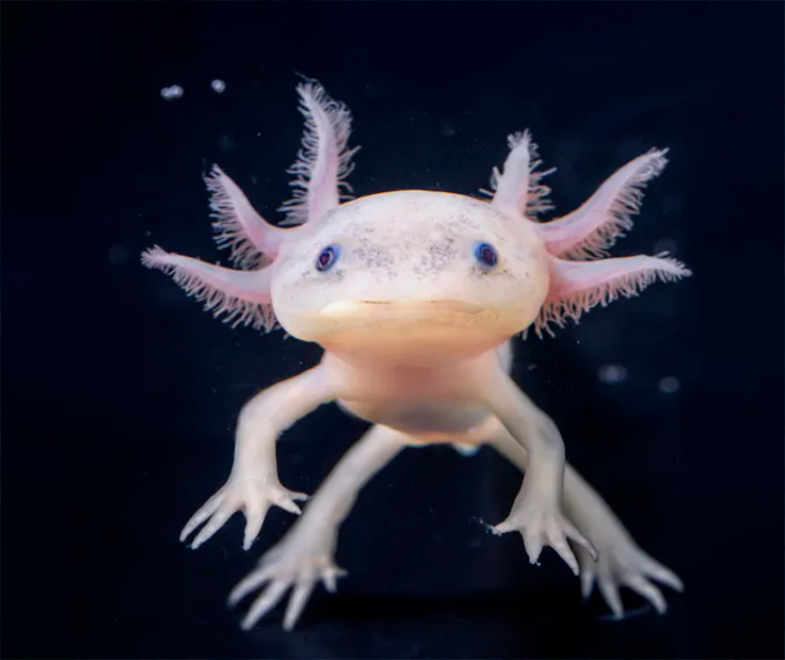 axolote