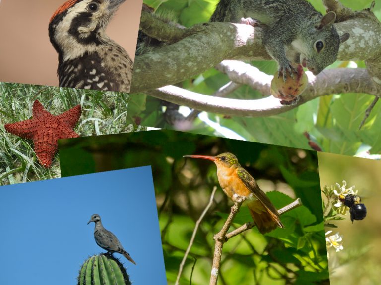 Día-Mundial-de-la-Vida-Silvestre