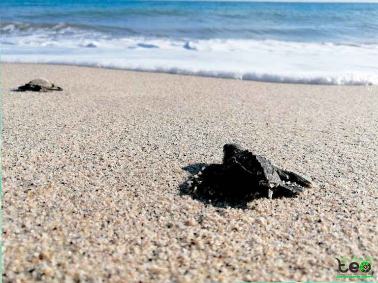 dia-de-la-tortuga1