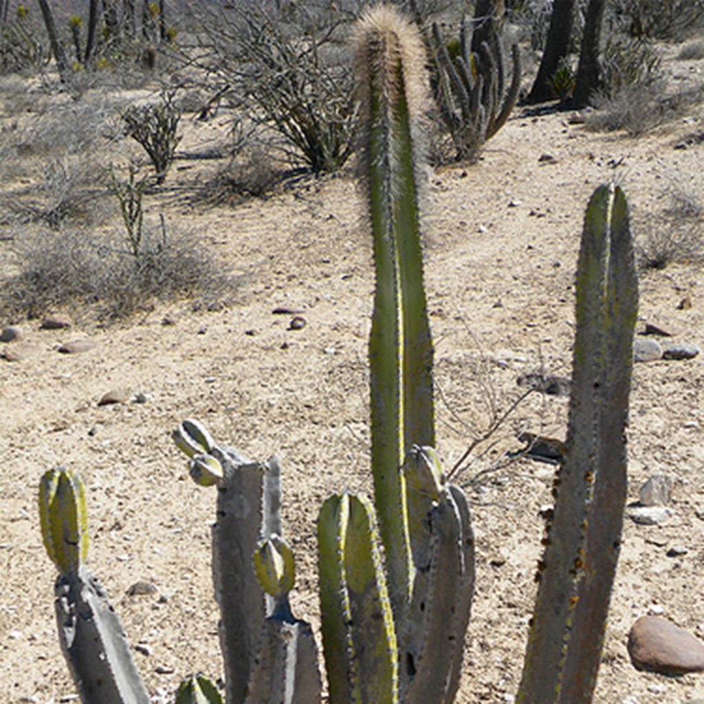 Garambuyo