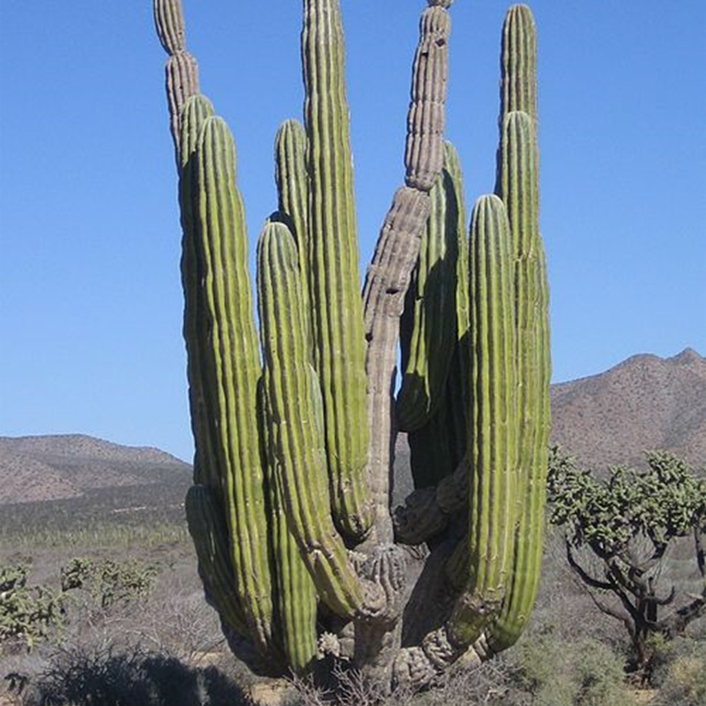 Cardón