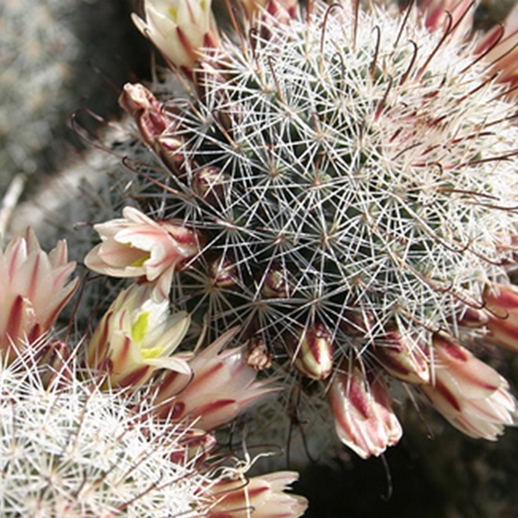 Cactus fresa