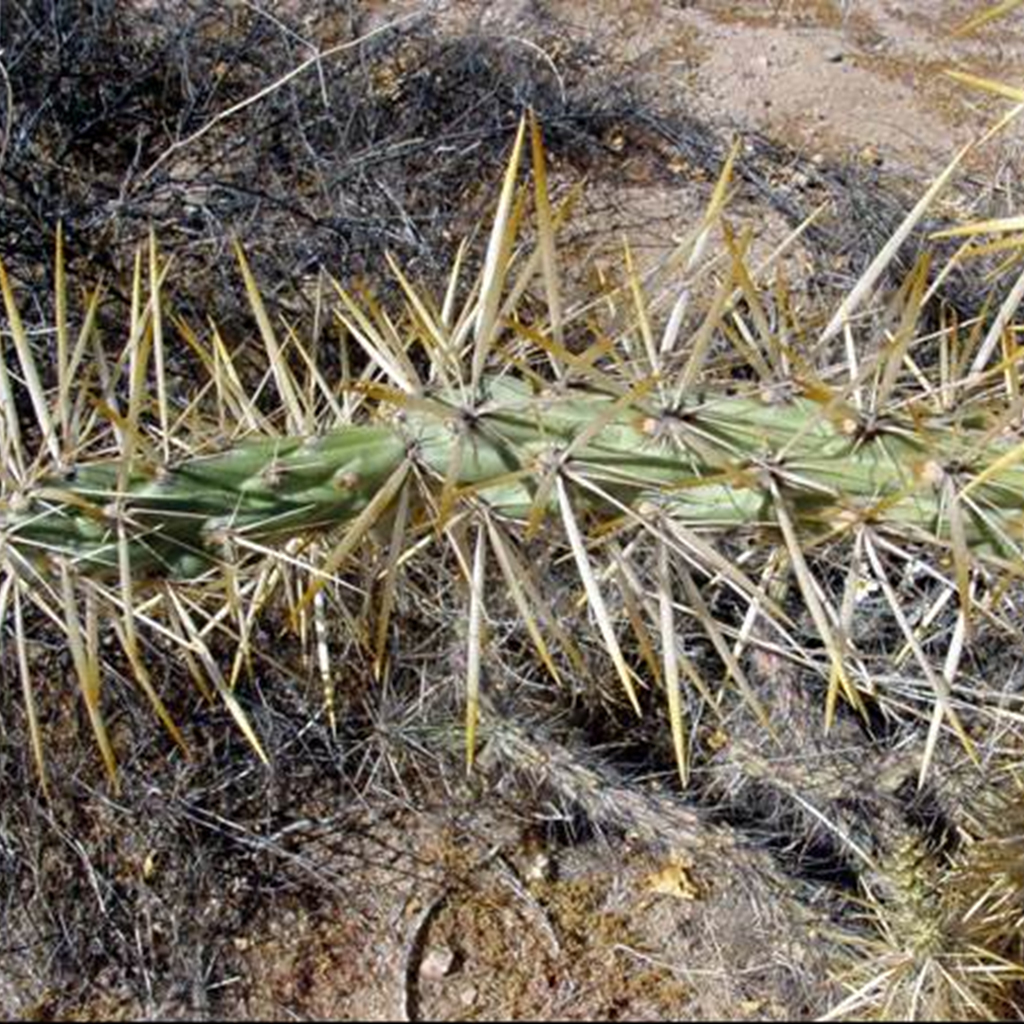 Cholla güera