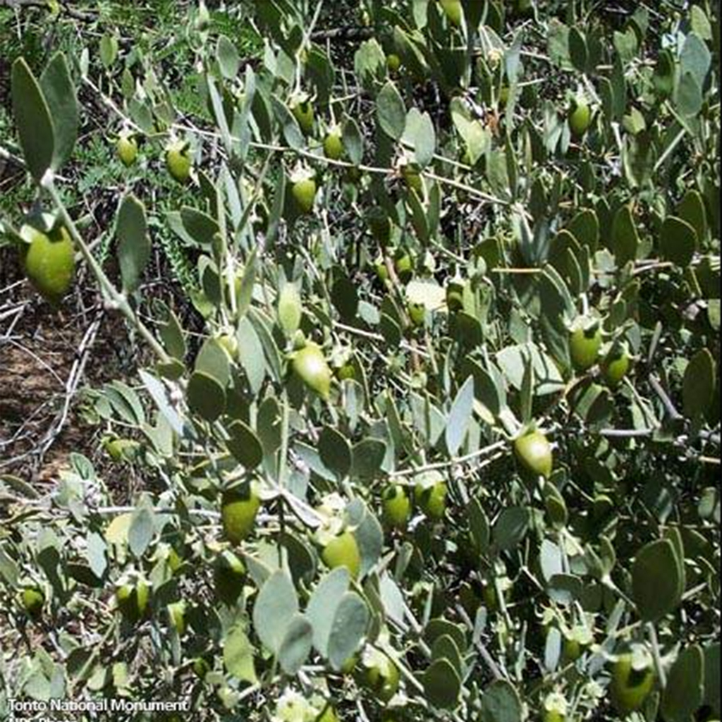 Jojoba