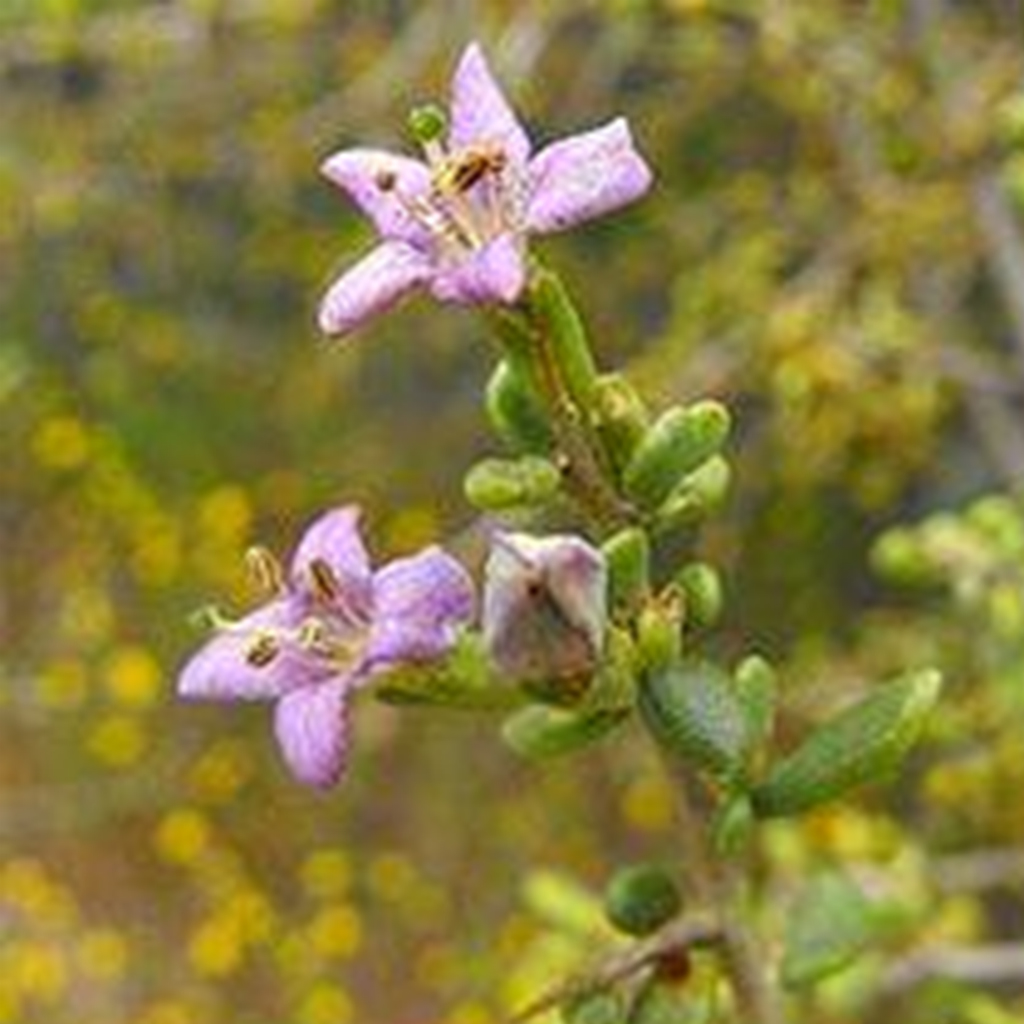 Lycium brevipes