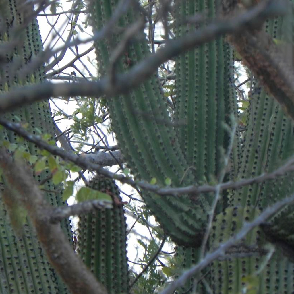 Pitahaya dulce