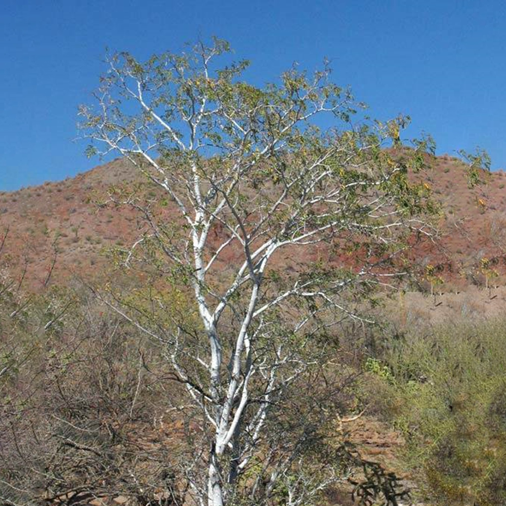 Palo blanco