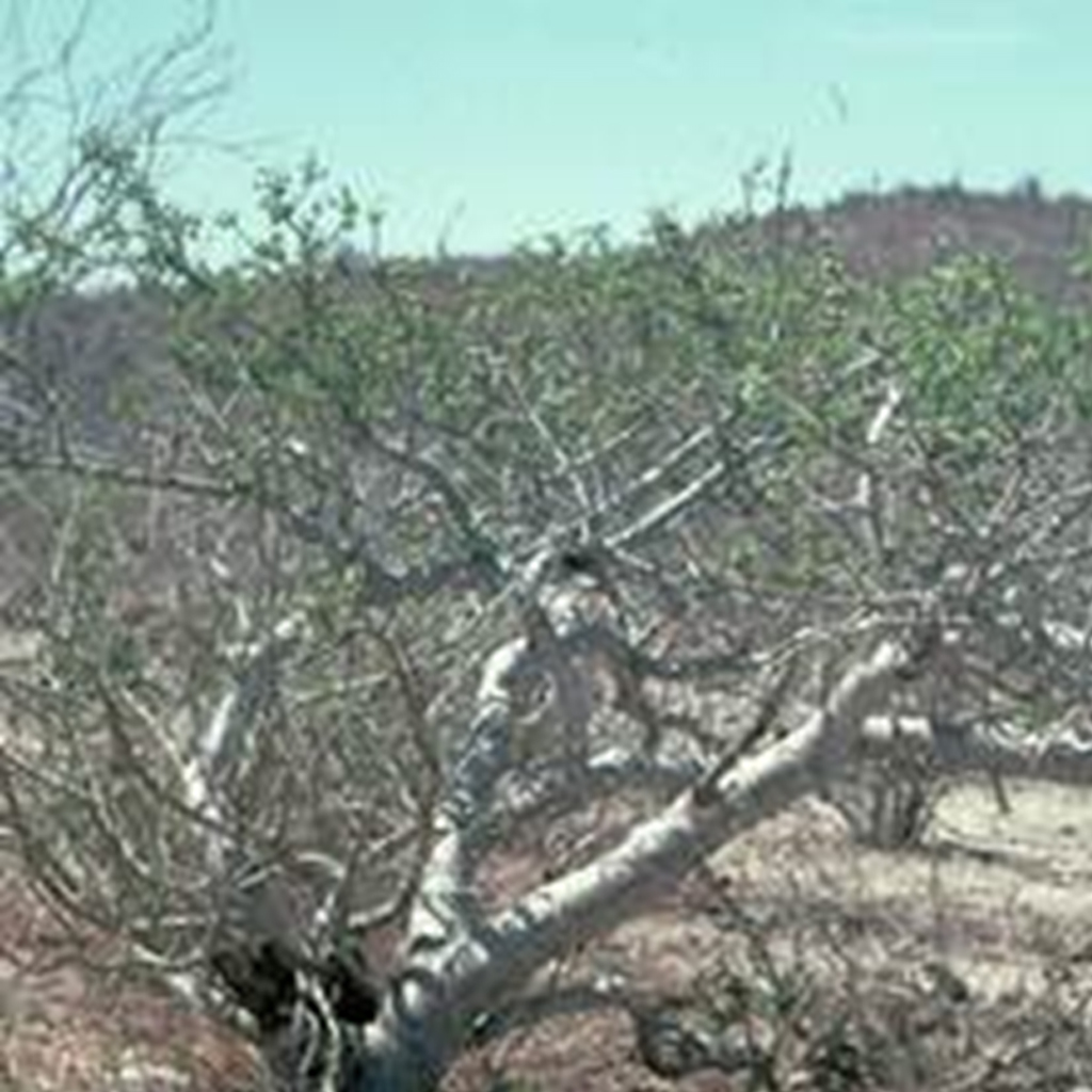Ciruela