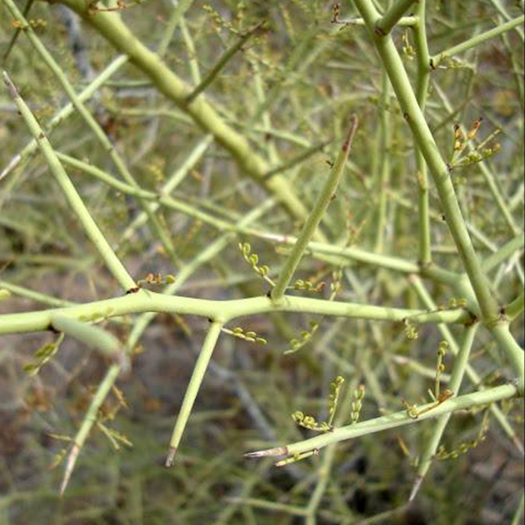 Palo verde