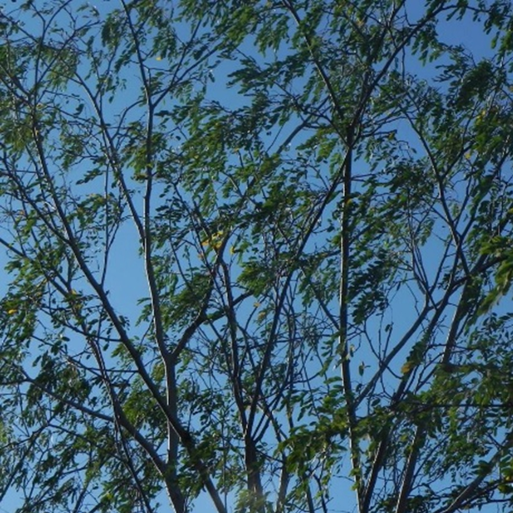 Lysiloma divaricatum