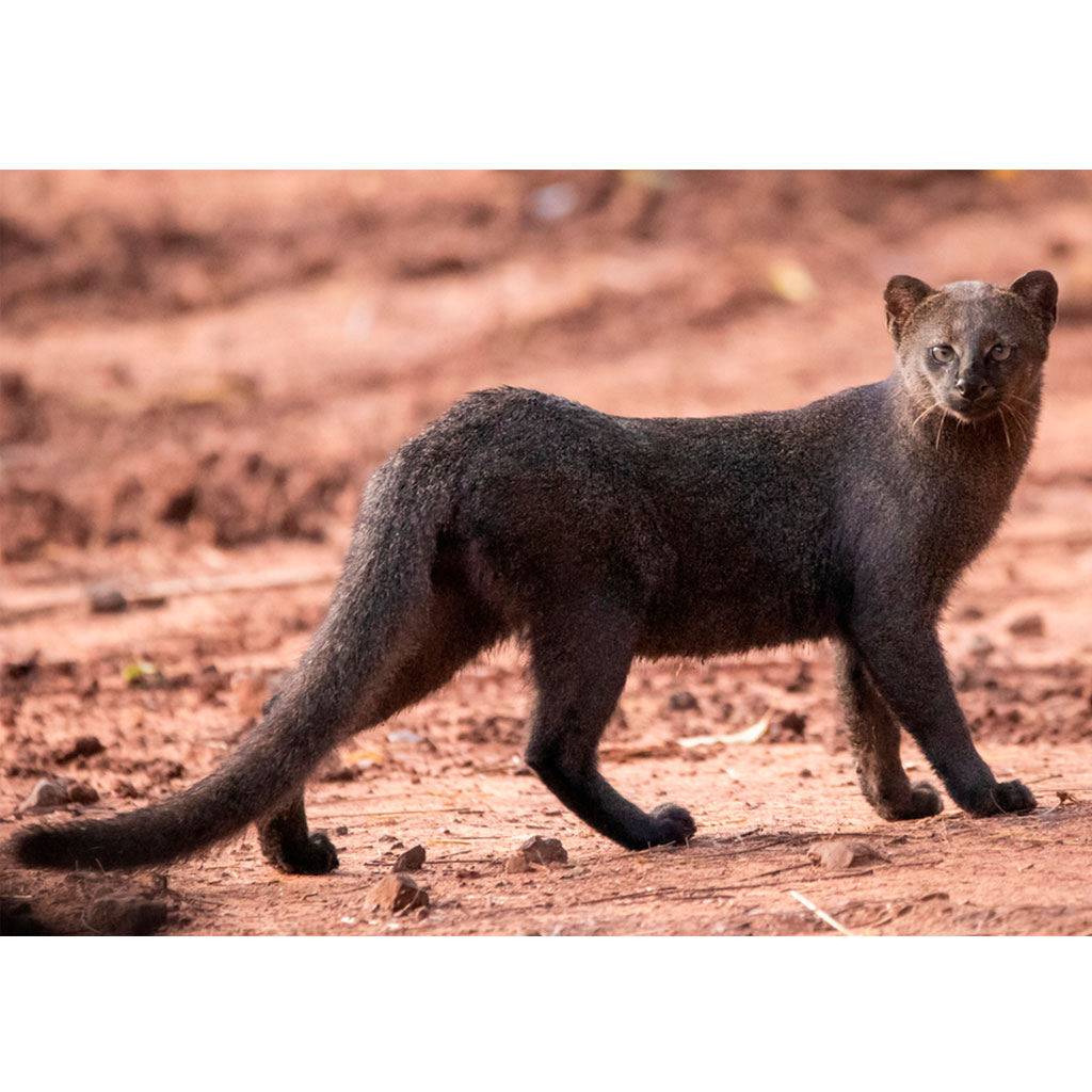 FAUNA_0000s_0000_19