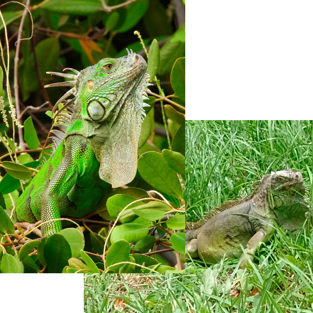 FAUNA_0000s_0000_21