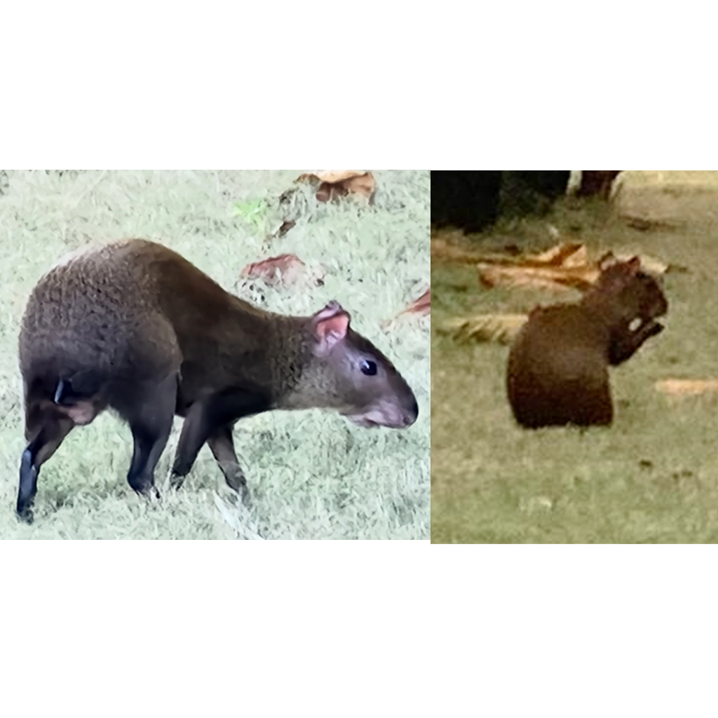 FAUNA_0000s_0004_15