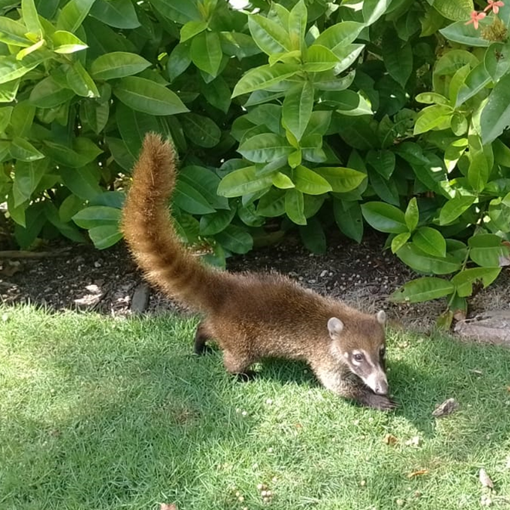 FAUNA_0000s_0005_14