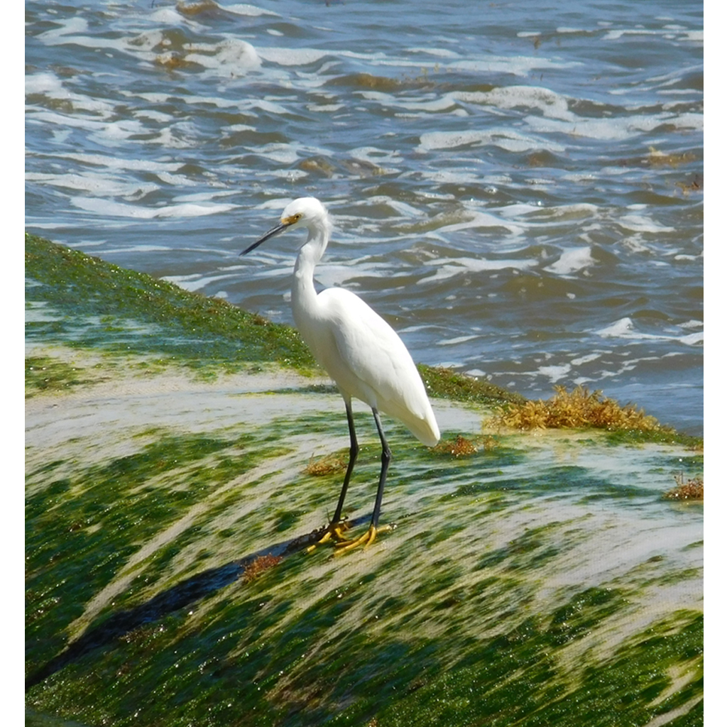 FAUNA_0000s_0012_8