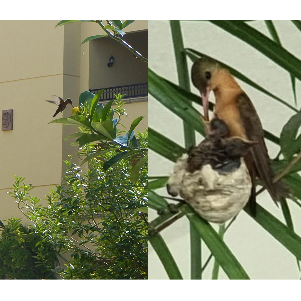 FAUNA_0000s_0018_1