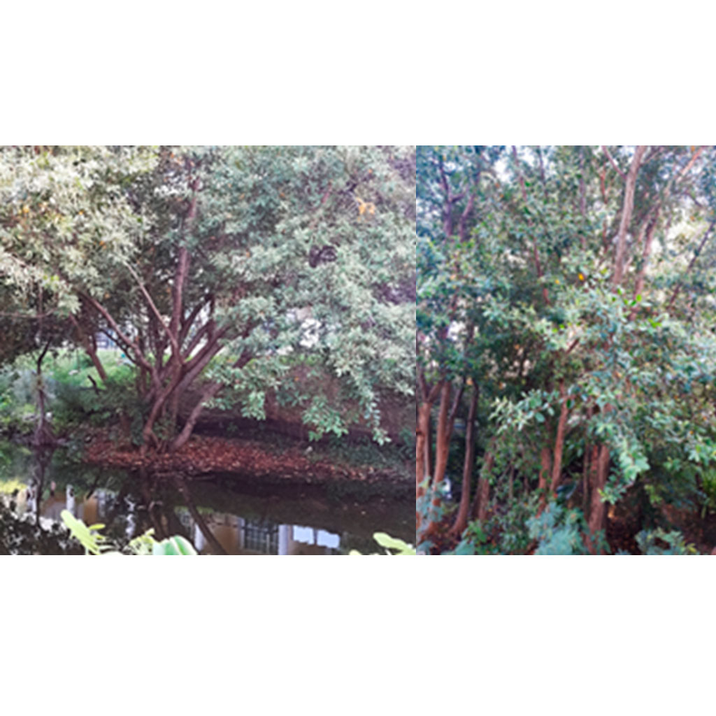 Laguncularia