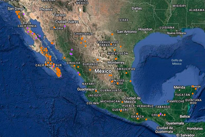 MAPA_Washingtonia