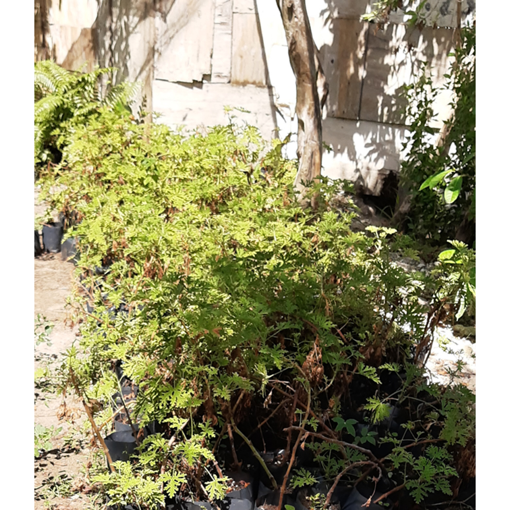PLANTAS_0000s_0000_Capa 16
