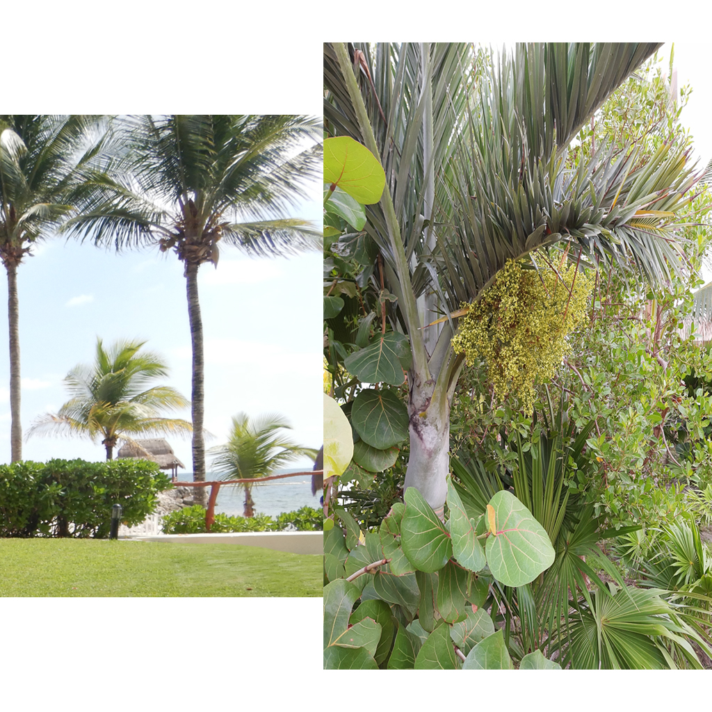 PLANTAS_0000s_0001_Capa 15