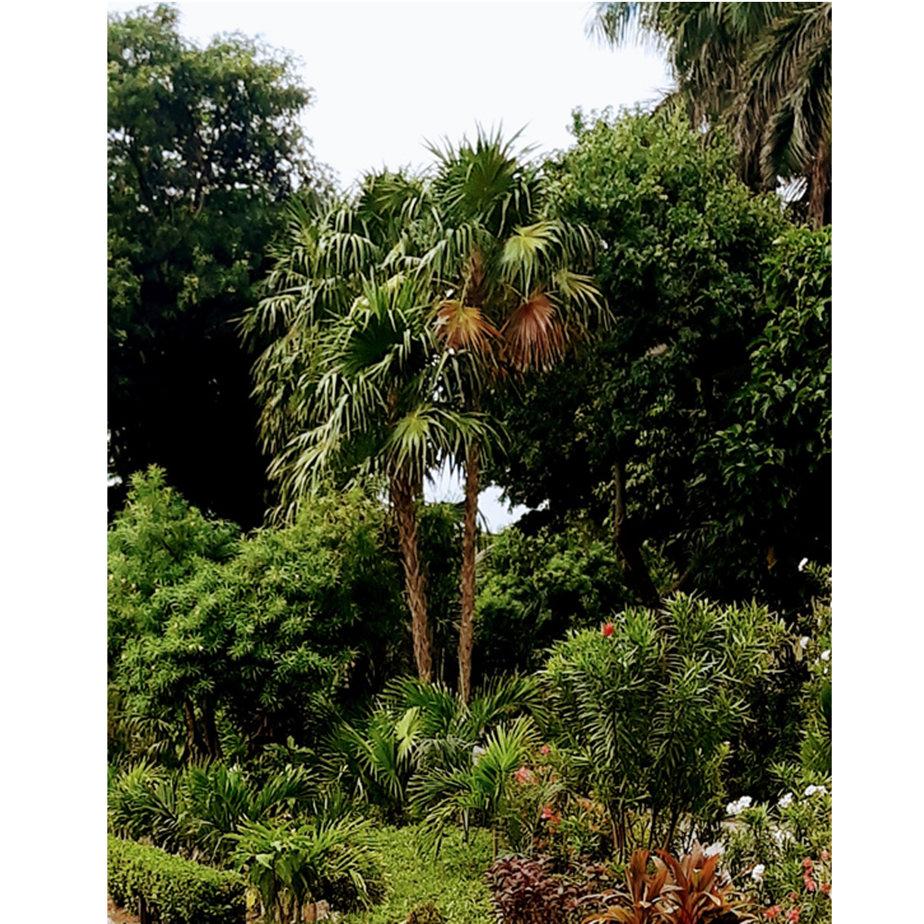 PLANTAS_0000s_0003_Capa 9