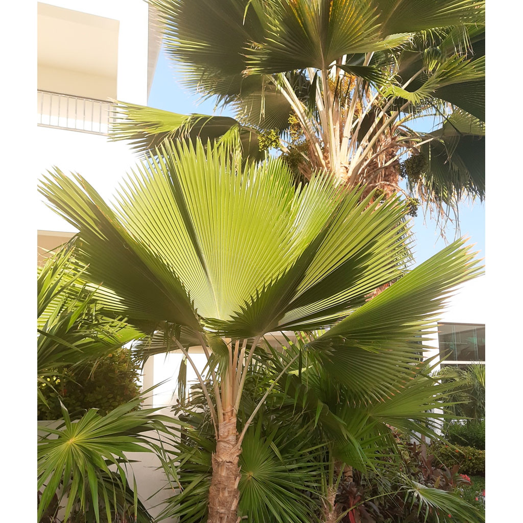 Washingtonia